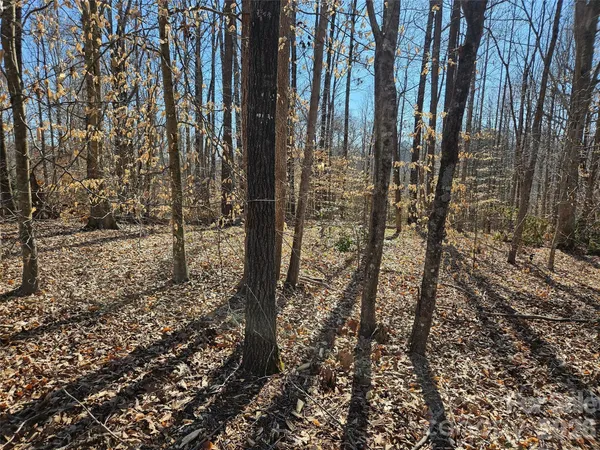 a view of a forest