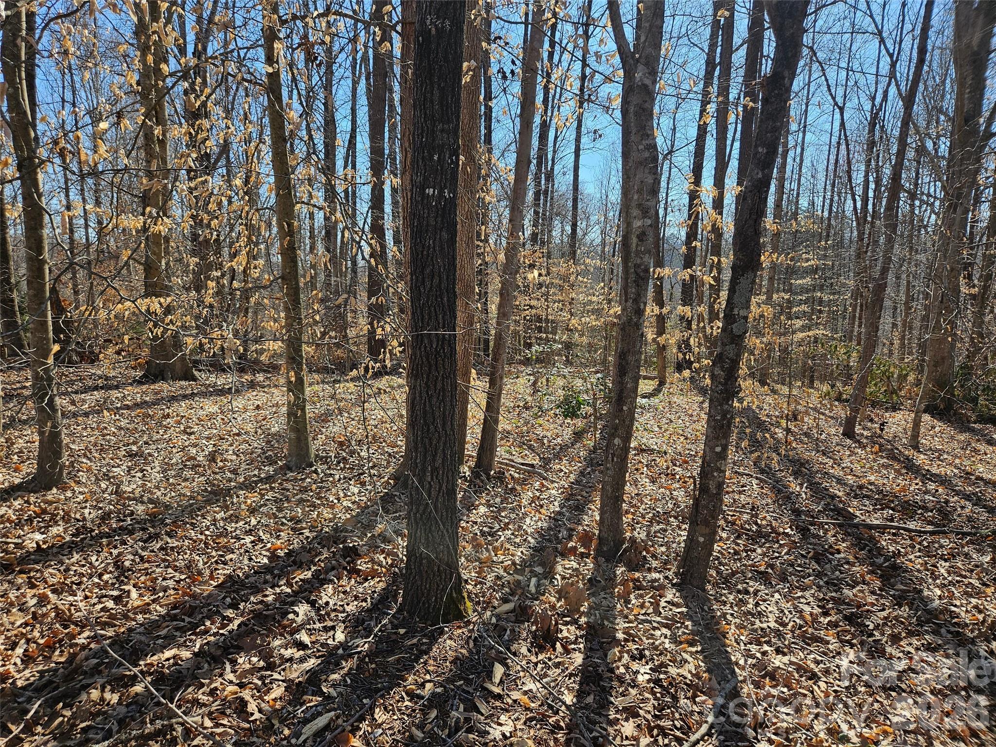a view of a forest