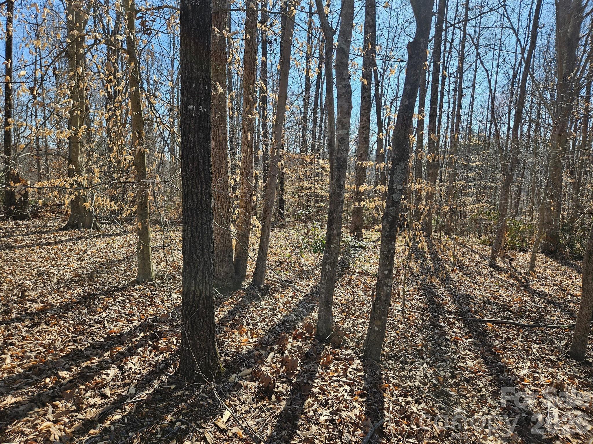 0 General Griffith Circle, Unit 37 Rutherfordton, NC 28139 - Photo 8 of 8 a view of a yard with plants and trees
