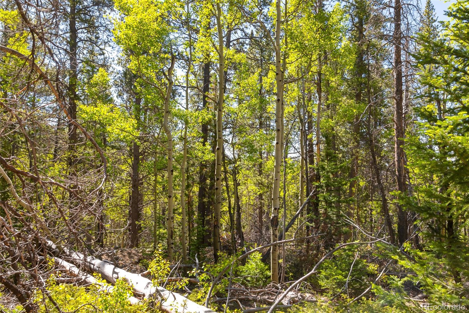 715 Lewsader Road Alma, CO 80420 - Photo 12 of 26