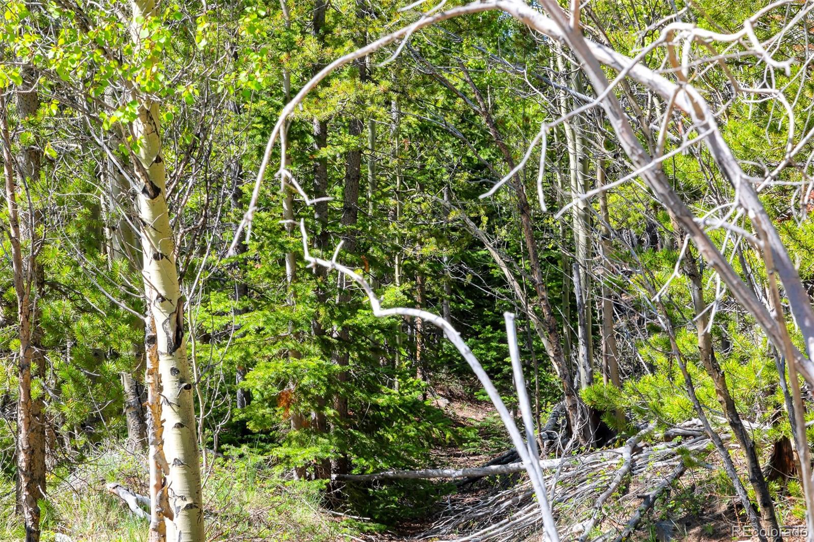 715 Lewsader Road Alma, CO 80420 - Photo 15 of 26