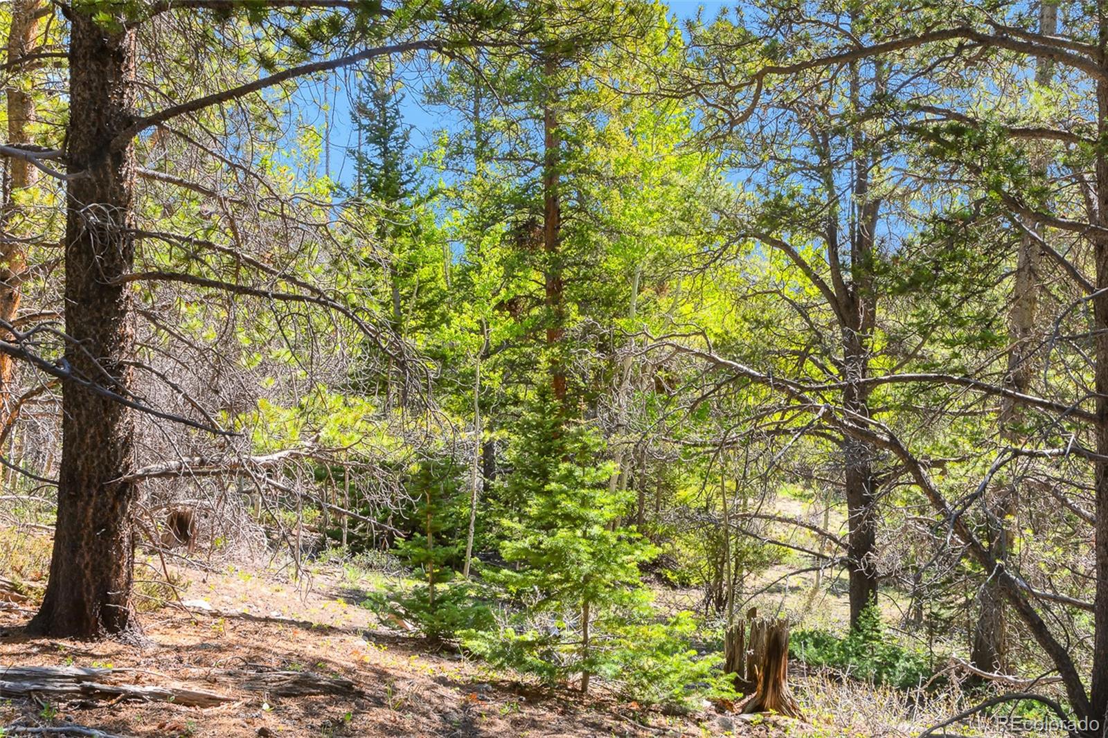 715 Lewsader Road Alma, CO 80420 - Photo 18 of 26