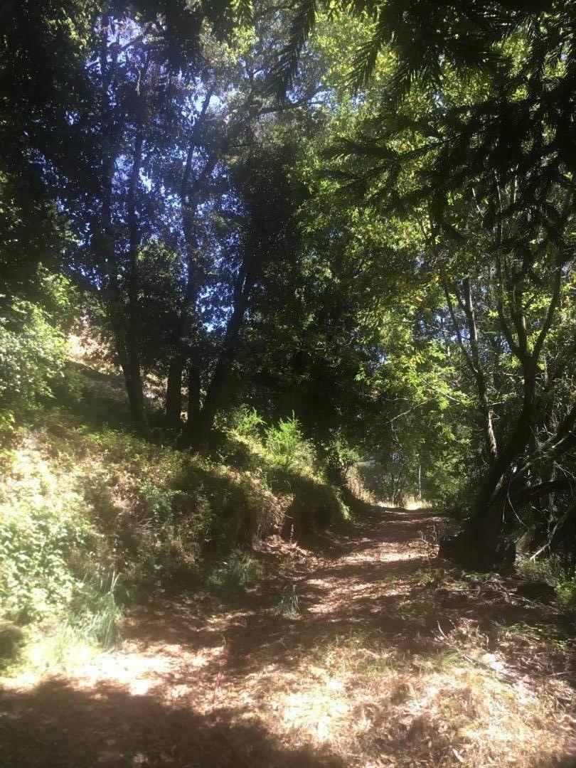 383 Nicasio Way Soquel, CA 95073 - Photo 5 of 5 a view of tree