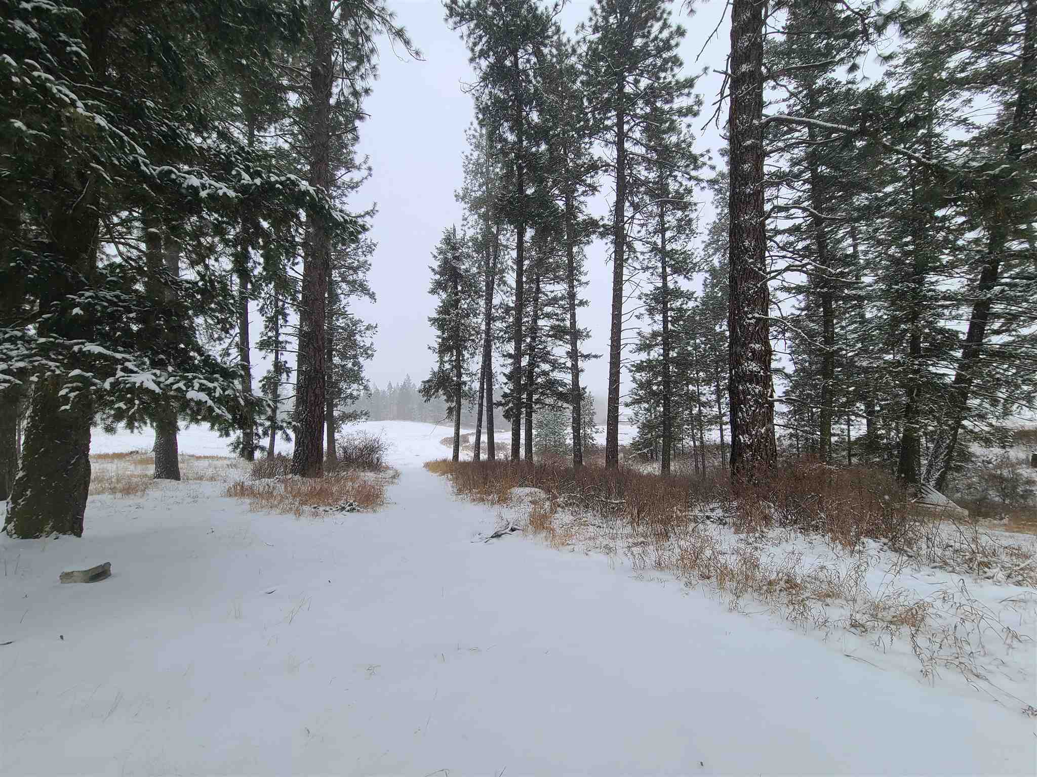 Xx North Elk Chattaroy Road Chattaroy, WA 99003 - Photo 4 of 8 Gallery Image 4