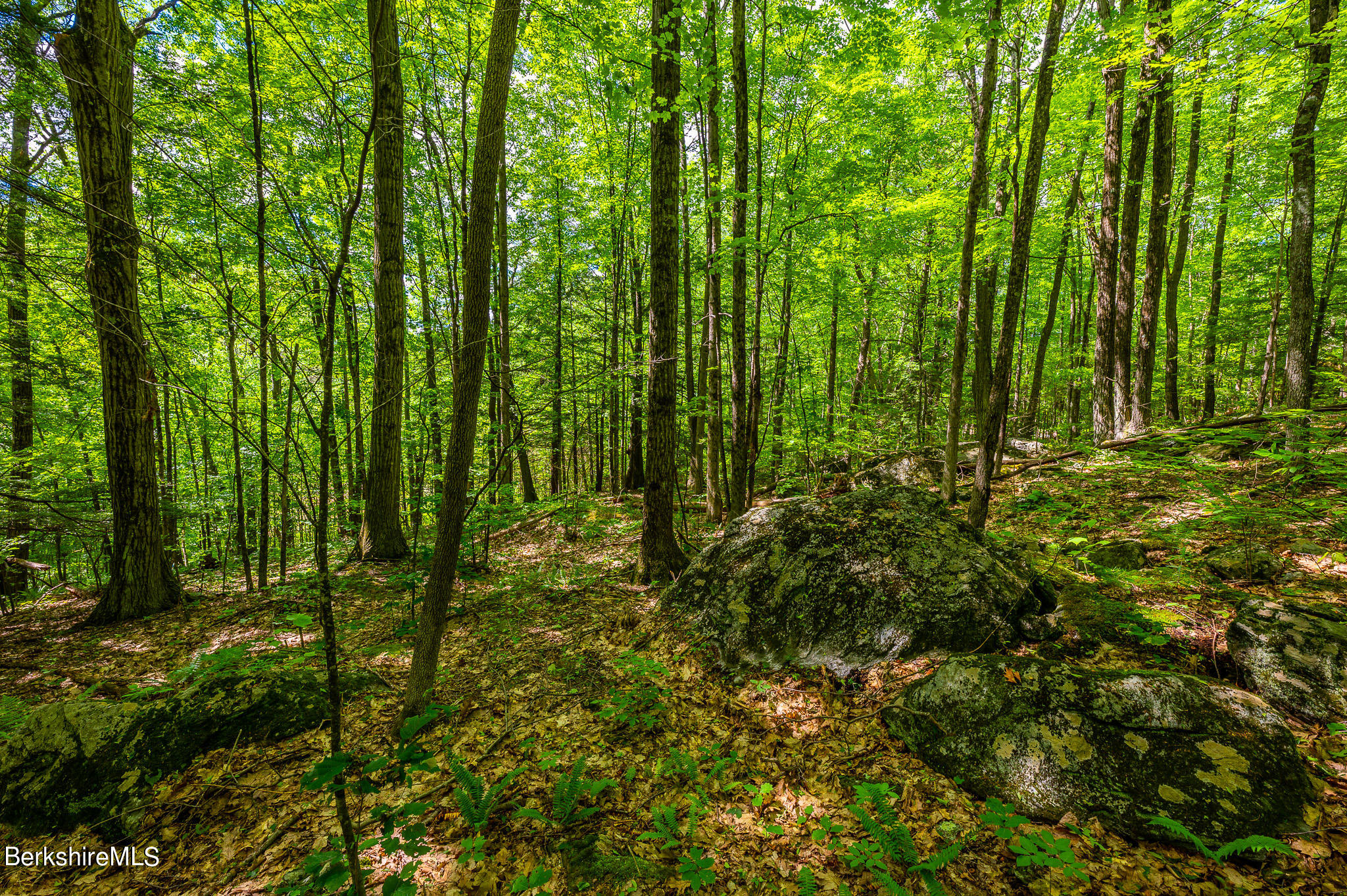 9 Pixley Hill Road West Stockbridge, MA 01236 - Photo 34 of 37 a view of lush green forest