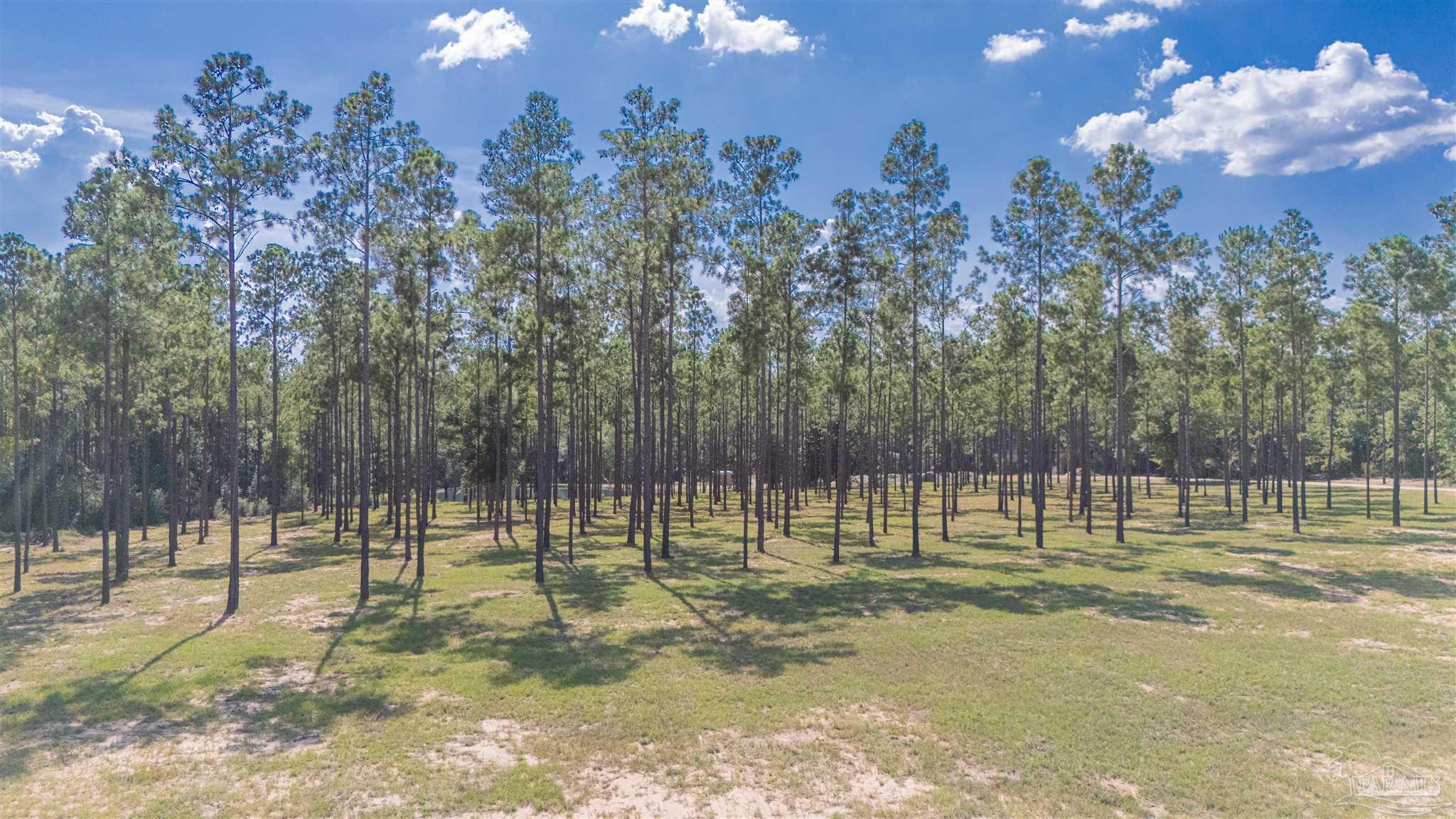 7047 Hidden Forest Trail Pace, FL 32571 - Photo 5 of 8 a view of a yard with a tree