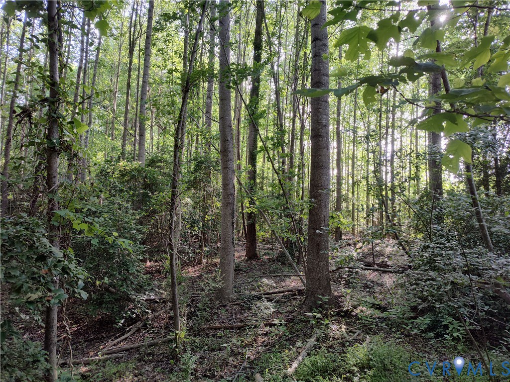 108.5-ac Buzzards Neck Road Lancaster, VA 22503 - Photo 20 of 50 a view of forest