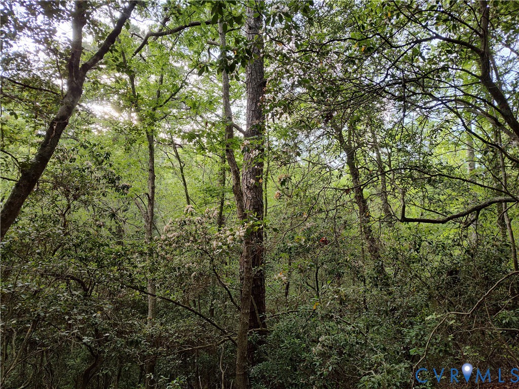 108.5-ac Buzzards Neck Road Lancaster, VA 22503 - Photo 22 of 50 a view of a forest with lots of trees