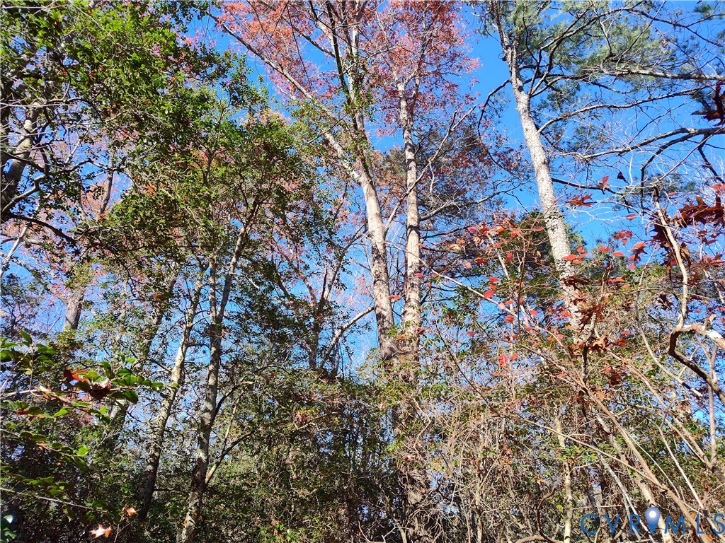 108.5-ac Buzzards Neck Road Lancaster, VA 22503 - Photo 42 of 50 a picture of tree