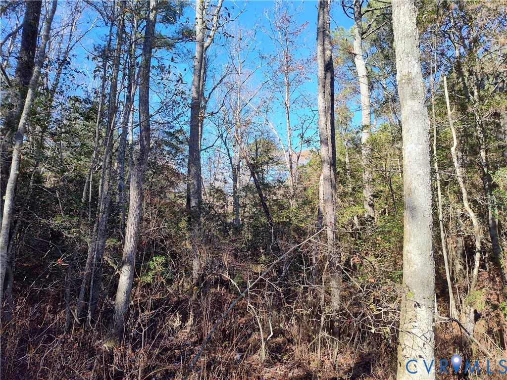 108.5-ac Buzzards Neck Road Lancaster, VA 22503 - Photo 43 of 50 close up of a plant