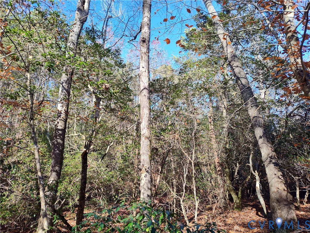 108.5-ac Buzzards Neck Road Lancaster, VA 22503 - Photo 45 of 50 a view of a forest