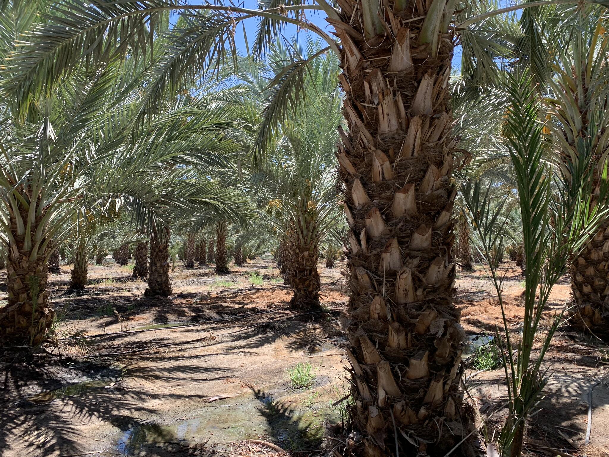 0 Pierce Street Thermal, CA 92274 - Photo 7 of 13 a view of a yard with plants and trees