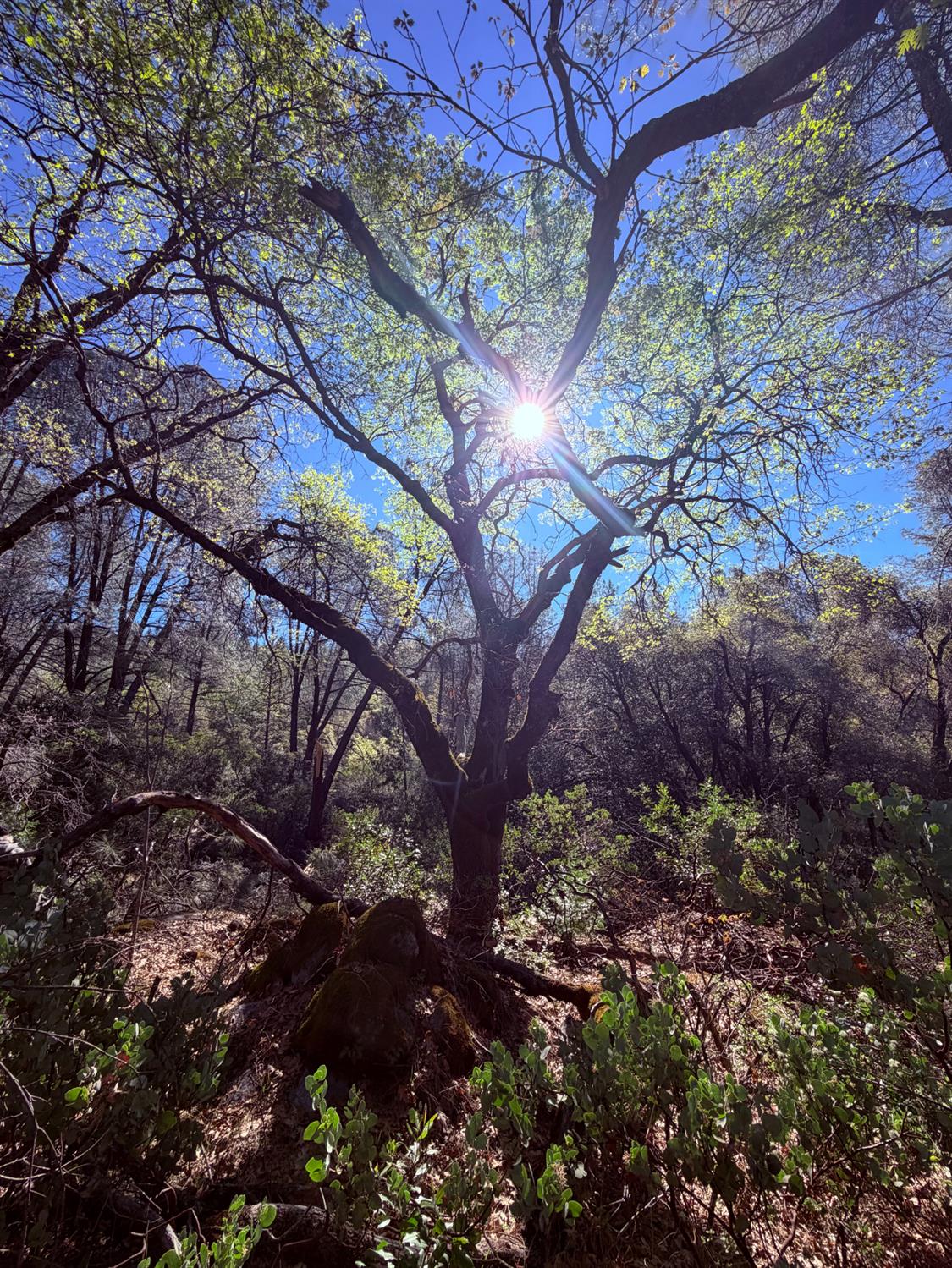 18 Raphael Ridge Road Somerset, CA 95684 - Photo 11 of 17