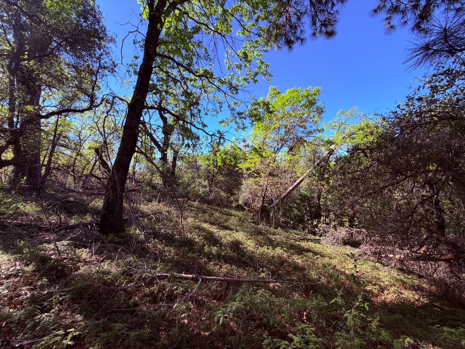 18 Raphael Ridge Road Somerset, CA 95684 - Photo 9 of 17