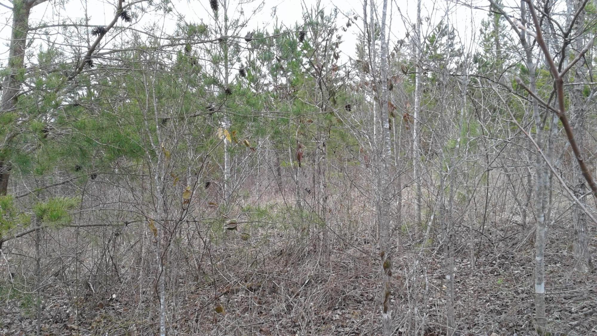 2 Keno Road Burnside, KY 42519 - Photo 2 of 2 lot 2 keno