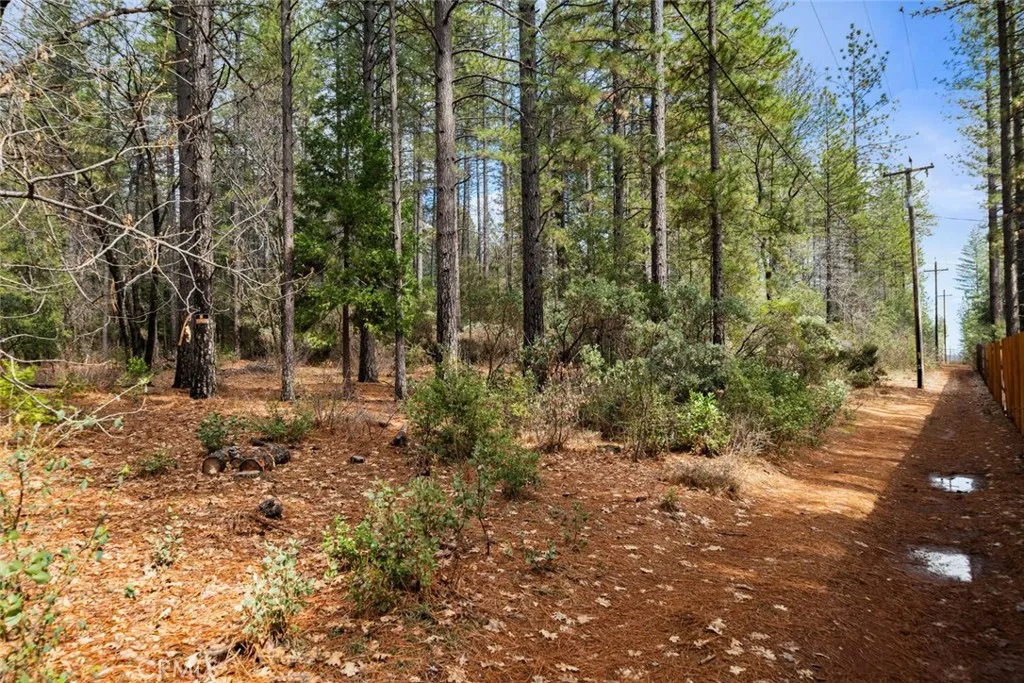 0 Doe Mill Road Forest Ranch, CA 95942 - Photo 2 of 8 a view of a forest with trees