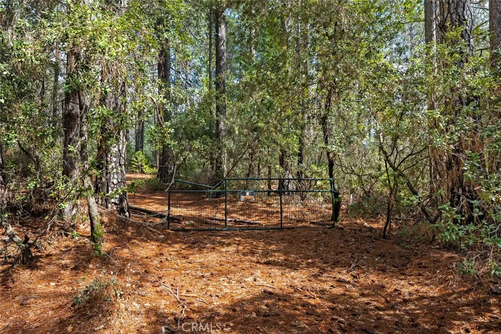 0 Doe Mill Road Forest Ranch, CA 95942 - Photo 7 of 8 a view of a forest with trees