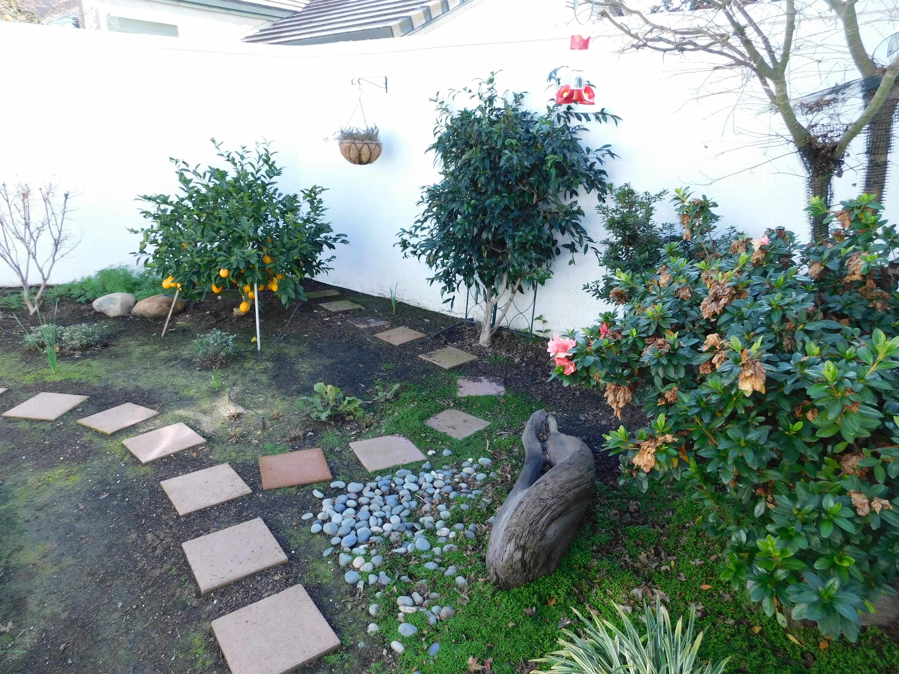 1169 Copper Cottage Lane Modesto, CA 95355 - Photo 30 of 42 a picture of plants