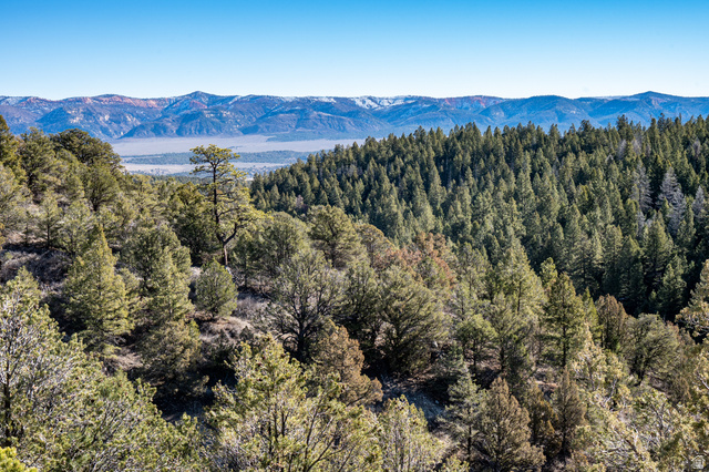 1955 West Mammoth Crk Road Hatch, UT 84735 - Photo 15 of 52 Expansive forested landscape featuring a diverse mix of coniferous and deciduous trees