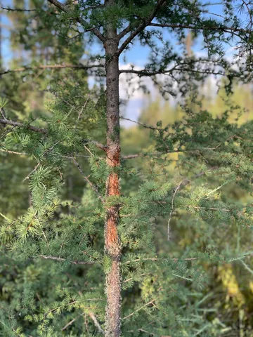 $265,000 | Xxx Traven Road, Makinen, MN 55763