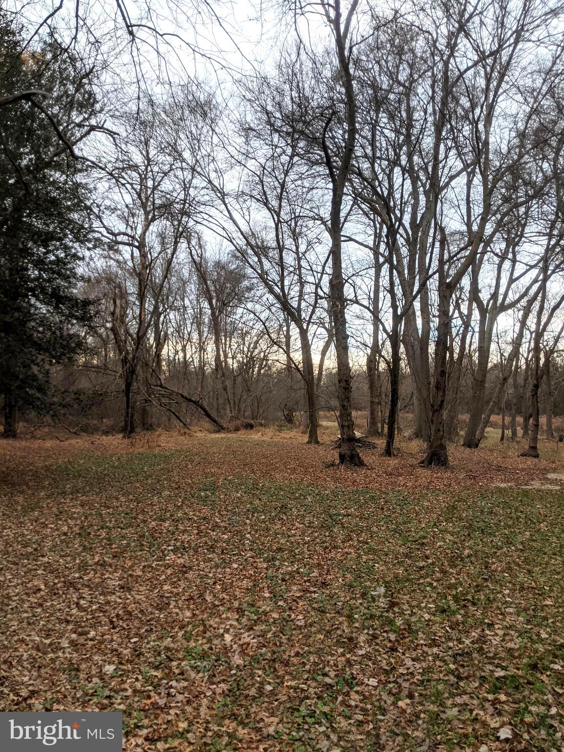 14860 Cherry Lane Ridgely, MD 21660 - Photo 19 of 20 View from rear looking toward Mason Branch