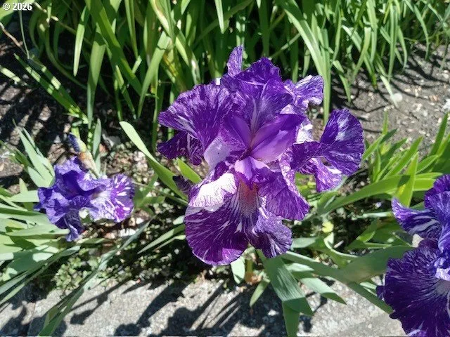 $260,000 | 2026 Lake Isle Drive, Eugene, OR 97401