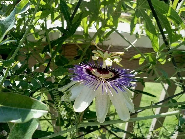 $260,000 | 2026 Lake Isle Drive, Eugene, OR 97401