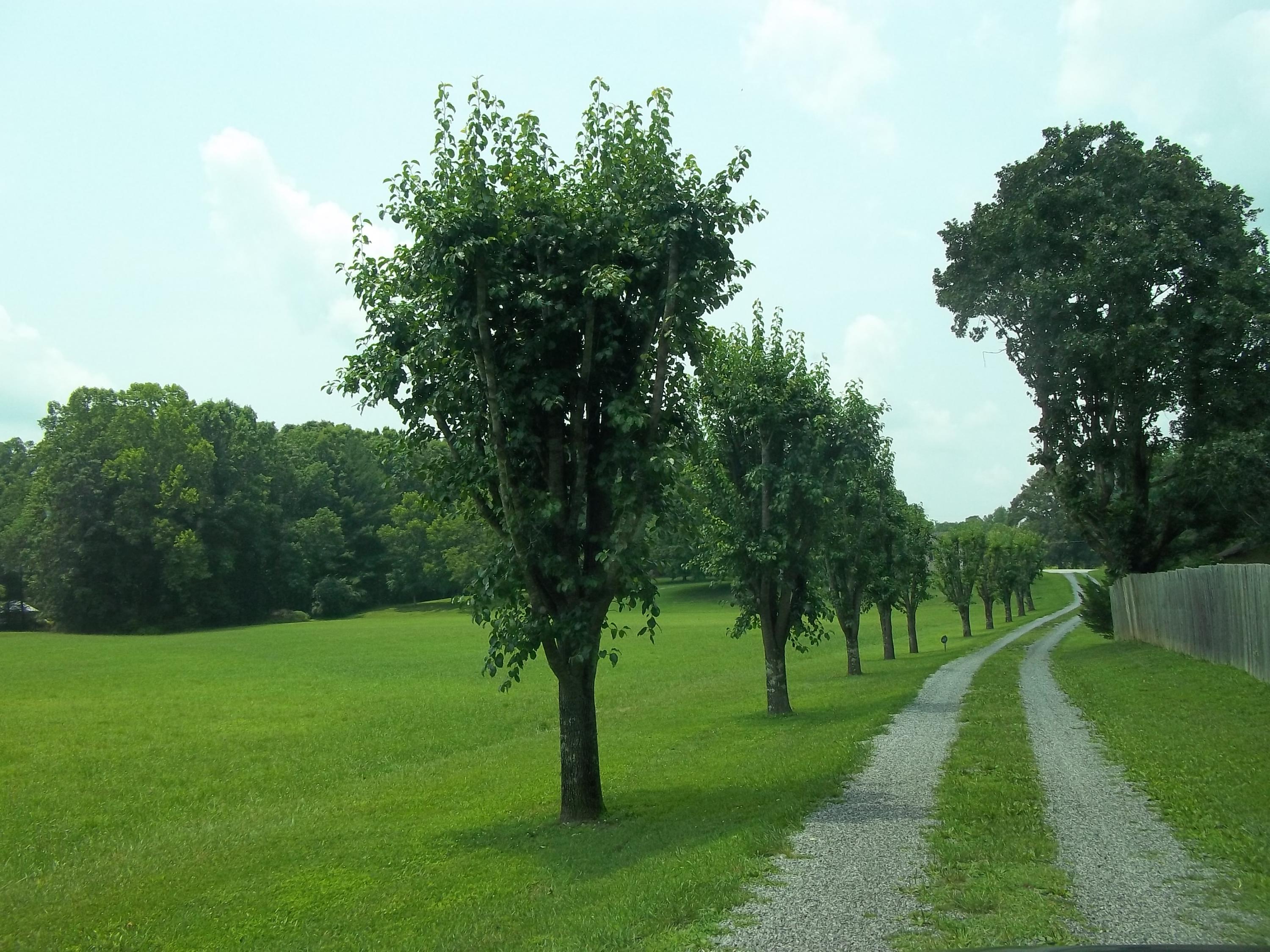 638 Johnson Road Oliver Springs, TN 37840 - Photo 6 of 39 Entry to property