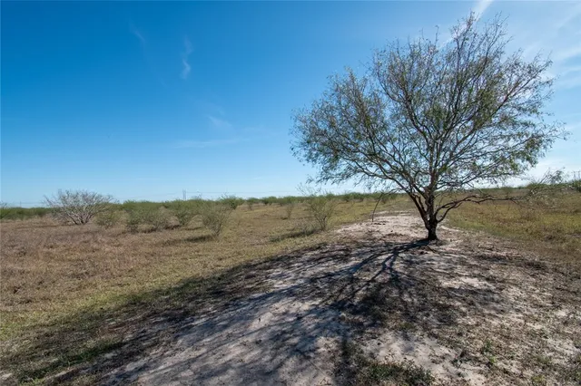 a view of a yard with a tree