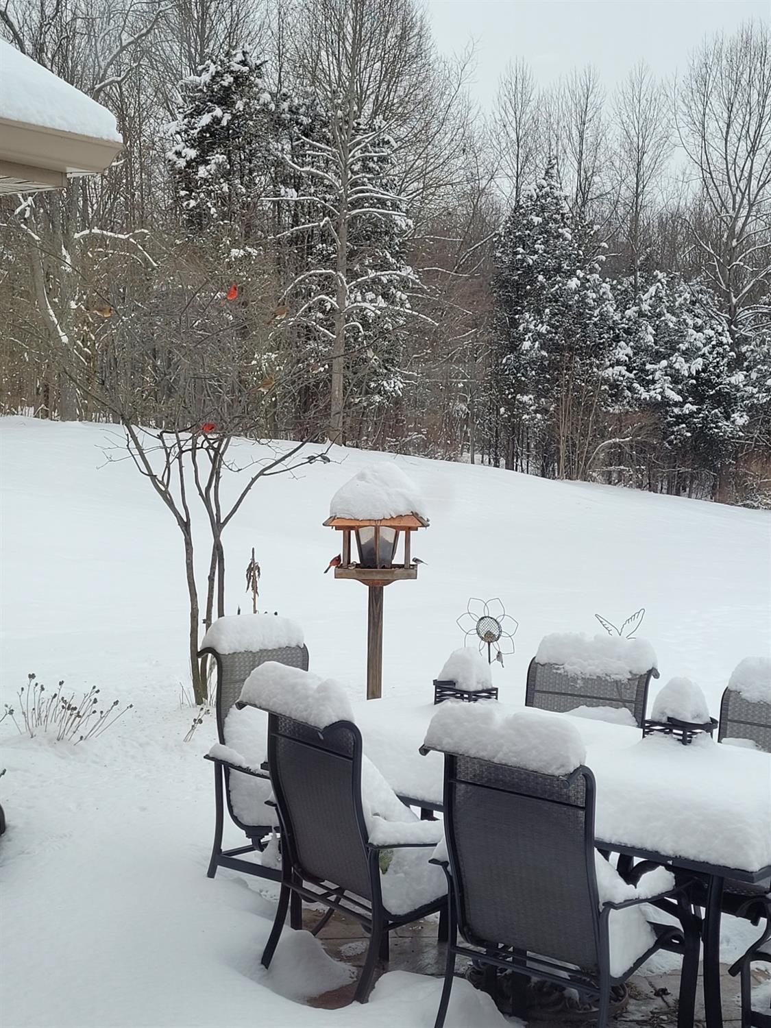 12656 Asche Road Sunman, IN 47041 - Photo 77 of 82 Wintertime...Cardinals in the trees!