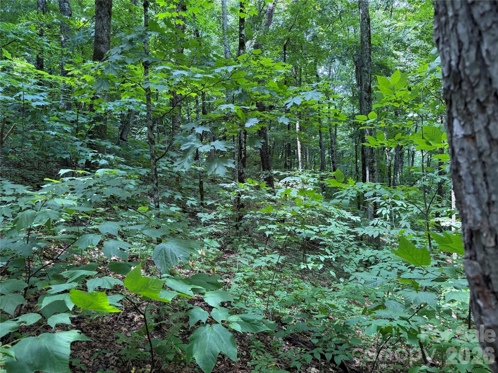 0 Chimney Ridge Trail Waynesville, NC 28786 - Photo 10 of 12 Gallery Image 10