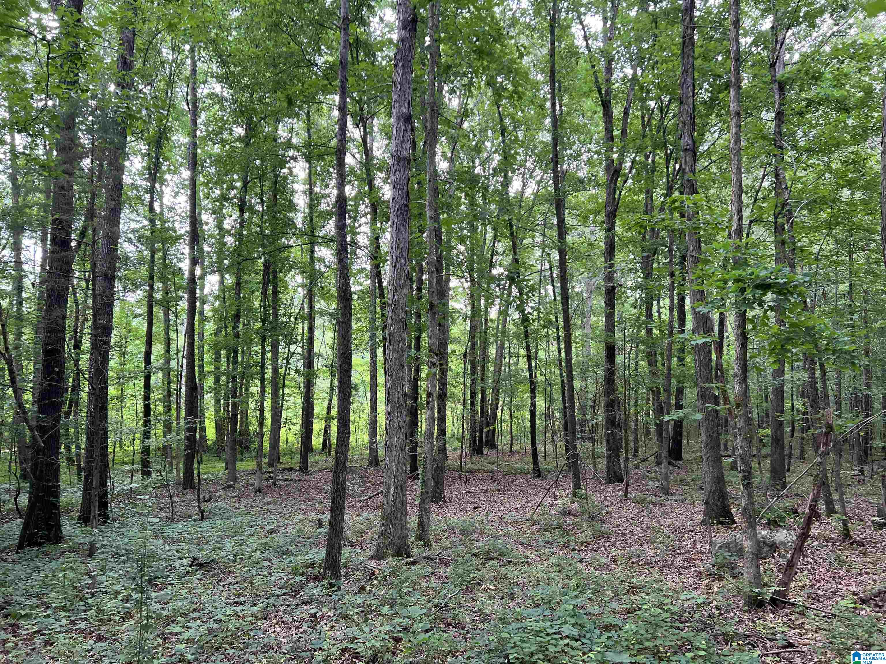 9-acres Mahaffey Road, Unit 9 ACRES Eastaboga, AL 36260 - Photo 4 of 7
