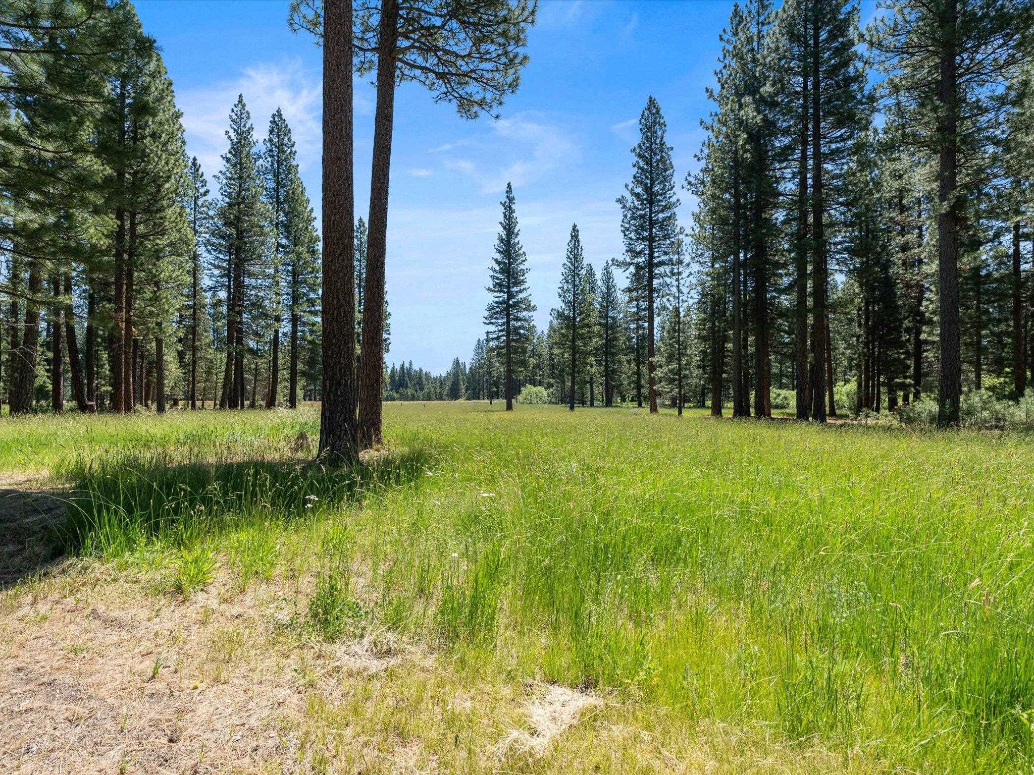 97 Main Street Calpine, CA 96124 - Photo 16 of 43 a view of green field with trees in the background