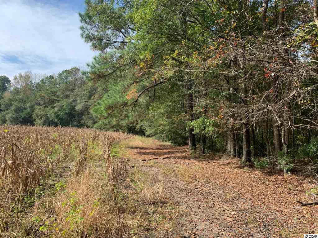 64.10-ac St James Road Hemingway, SC 29554 - Photo 5 of 9