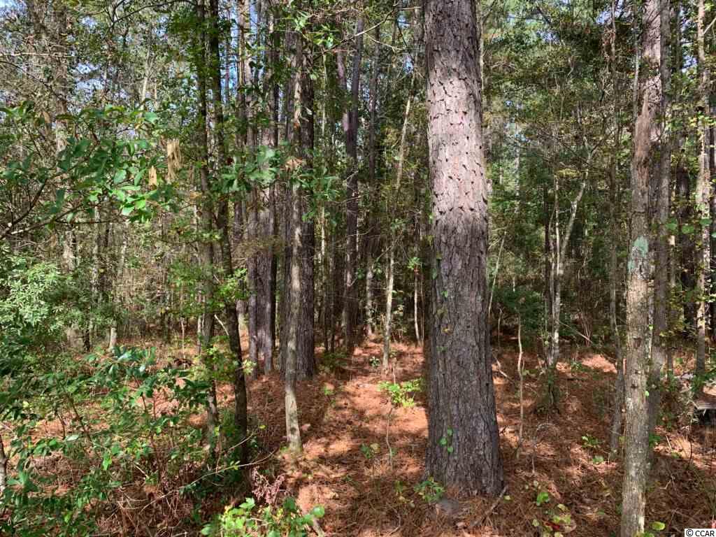 64.10-ac St James Road Hemingway, SC 29554 - Photo 6 of 9