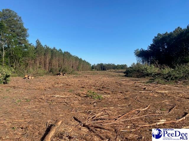 Tbd Newberry Road Lamar, SC 29069 - Photo 8 of 15 Gallery Image 8