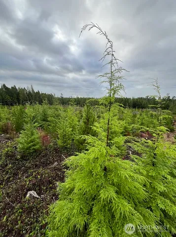 a view of a yard with an empty space