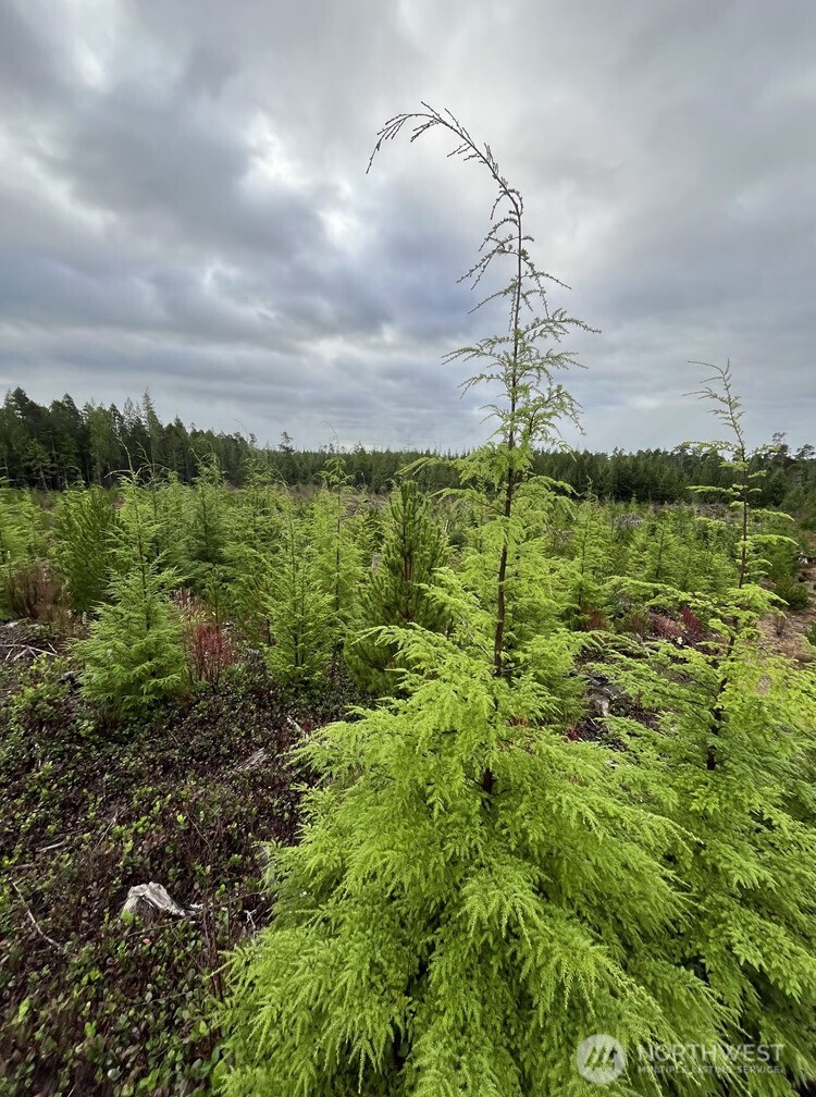 0 Th Humptulips, WA 98552 - Photo 4 of 9