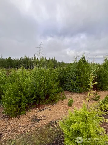 a view of a yard with plants and a bench