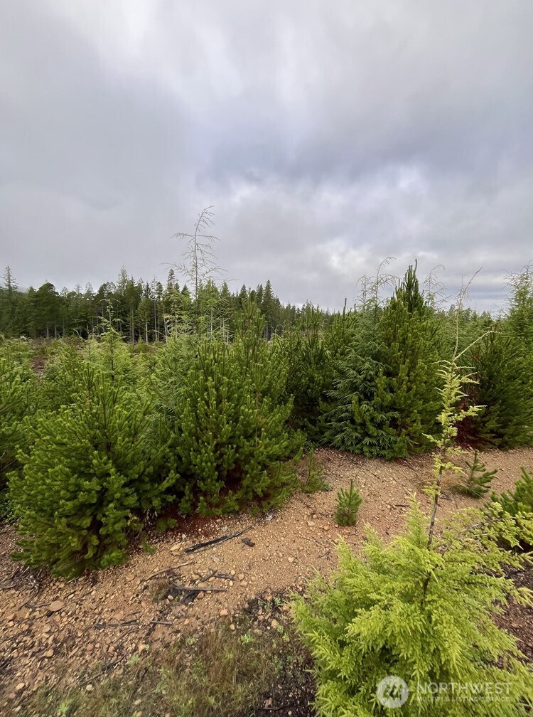 0 Th Humptulips, WA 98552 - Photo 5 of 9