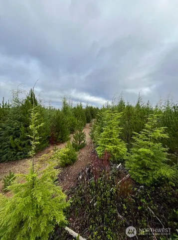 a view of a big yard with plants and trees