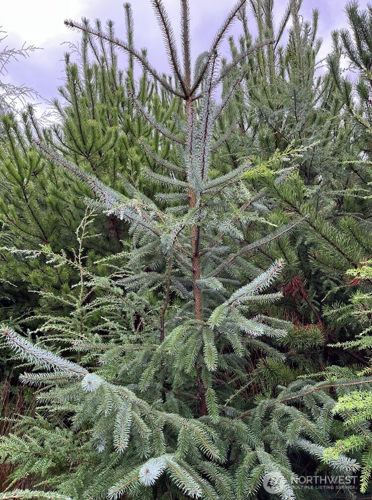 0 Th Humptulips, WA 98552 - Photo 9 of 9