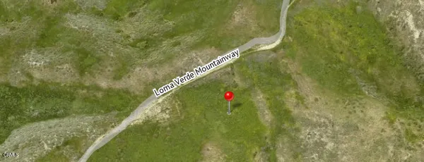 a close up of a palm trees in a field