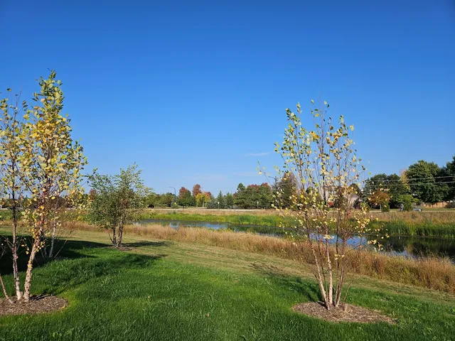 a view of a big yard with a large trees and plants