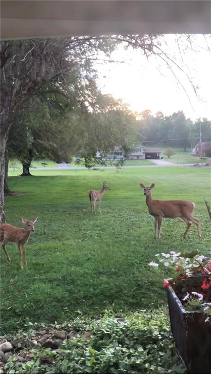 2072 Boyd School Road Wampum, PA 16157 - Photo 43 of 45 a view of a garden with a lake