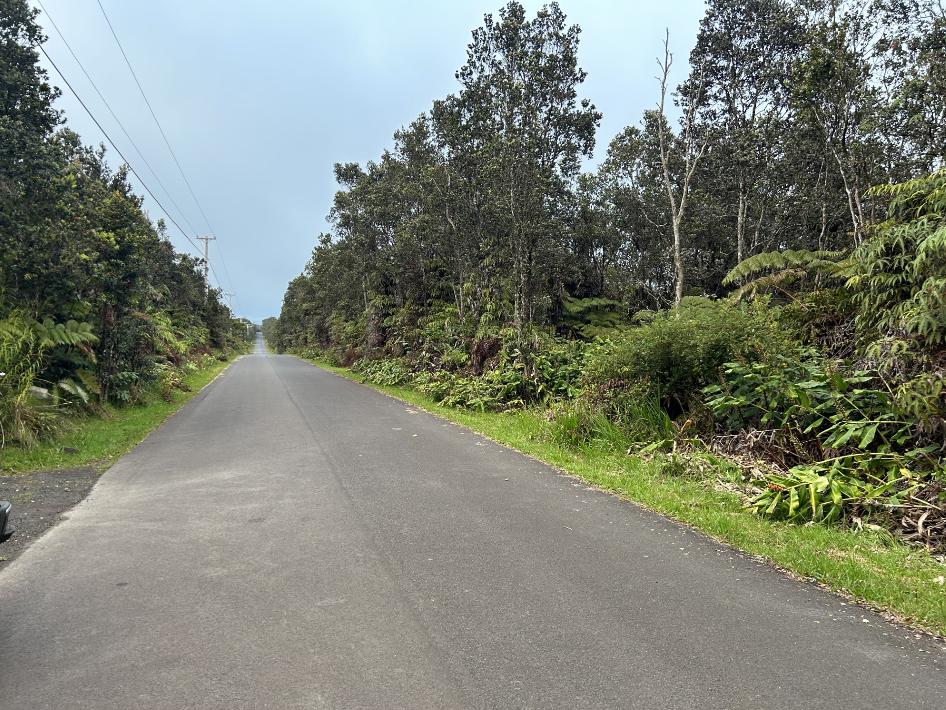 a view of a road with plants and a trees
