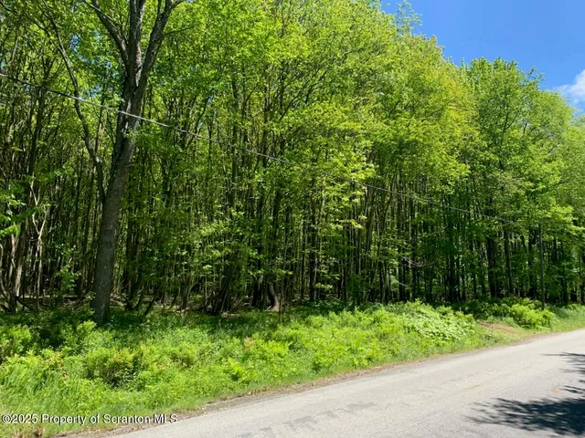 a view of a lush green forest