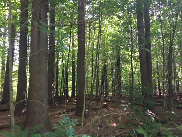 0 Eden Road Lowell, VT 05820 - Photo 1 of 10