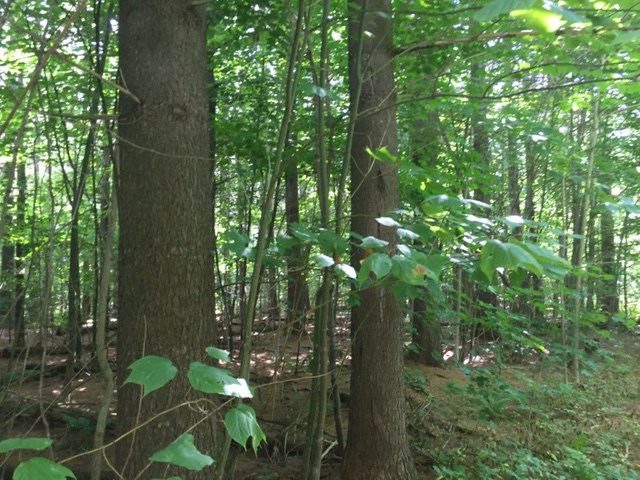 0 Eden Road Lowell, VT 05820 - Photo 2 of 10