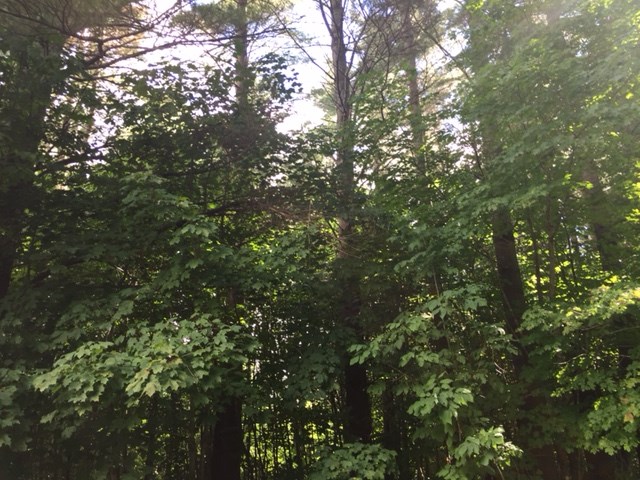 0 Eden Road Lowell, VT 05820 - Photo 5 of 10